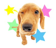 cute puppy