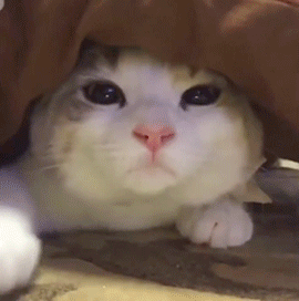 cute kitty